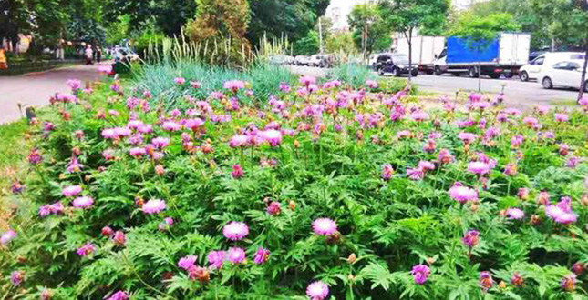 У столиці влаштовано 100 квітників-багаторічників